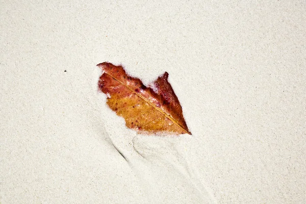 Vackra strukturerade bladen på stranden arrangeras av naturen — Stockfoto