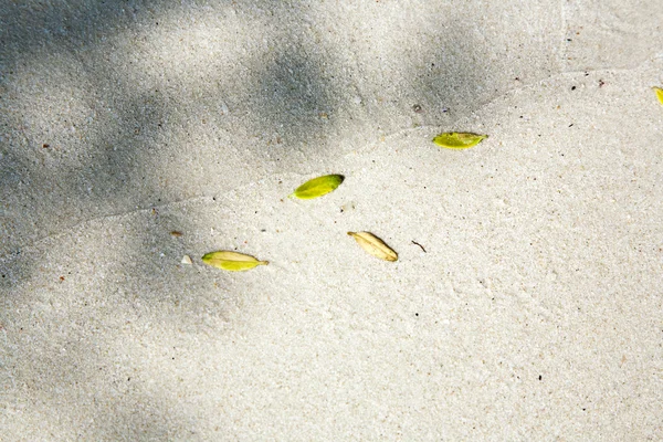美しい構造性質によって整理される浜の葉 — ストック写真