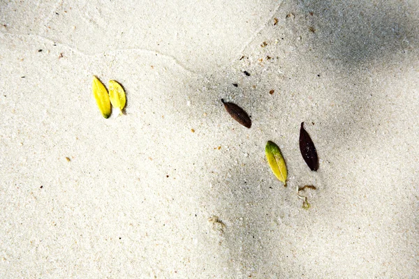 Beautiful structured leaves at the beach arranged by nature — Stock Photo, Image