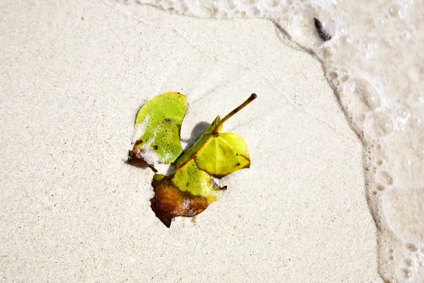 Belle foglie strutturate in spiaggia organizzate dalla natura — Foto Stock