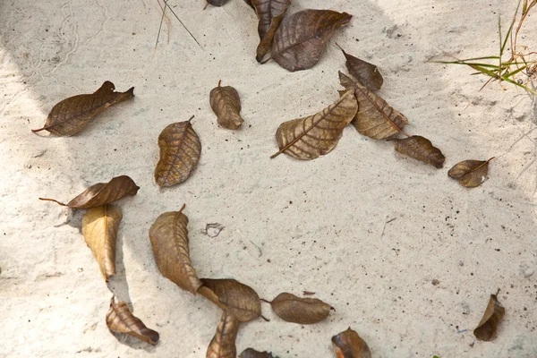 A strandon rendezett a természet gyönyörű strukturált levelek — Stock Fotó