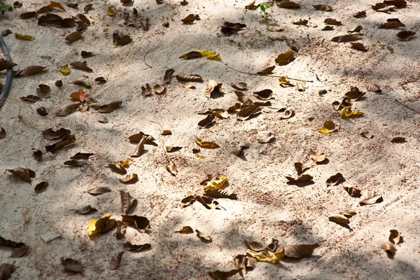 Листья на пляже устроены природой — стоковое фото