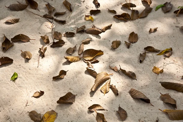 Belles feuilles structurées à la plage disposées par la nature — Photo