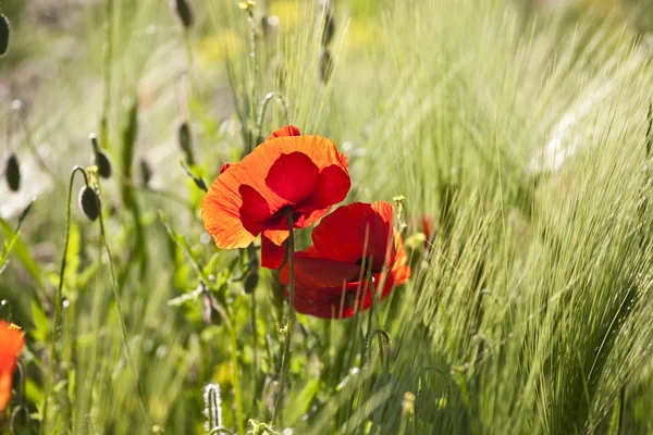 Красивий барвистий луг з квітами — стокове фото