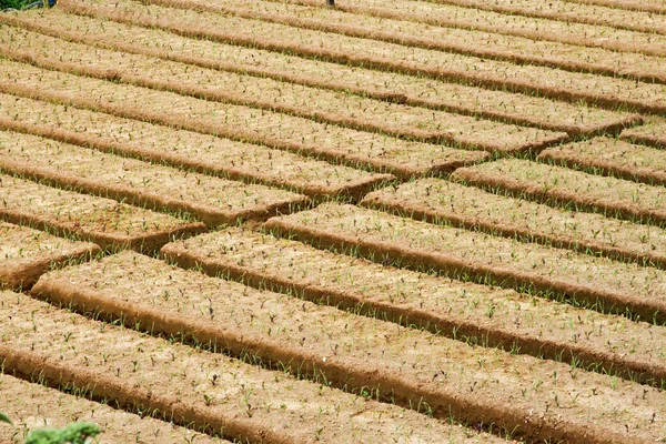Odlingen av korn i högländerna i sri lanka — Stockfoto