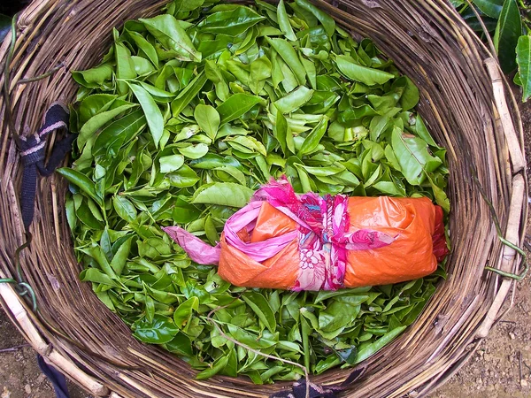 Basket of a tea pickering with tea leaves — Stock Photo, Image