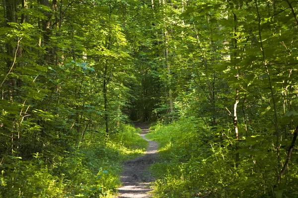 太陽光線の林道 — ストック写真