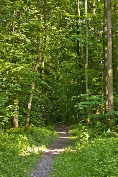 森林步道与阳光 — 图库照片