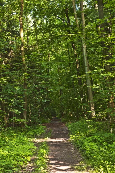 Sentiero forestale con raggi di sole — Foto Stock