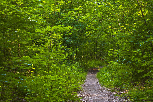 Trail in green forest with sunbeams in spring
