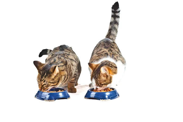 Két macska van az étkezés — Stock Fotó