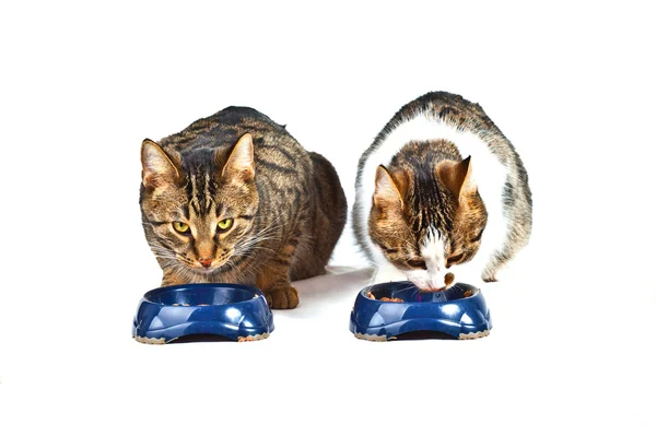 两只猫有他们的膳食 — Stockfoto