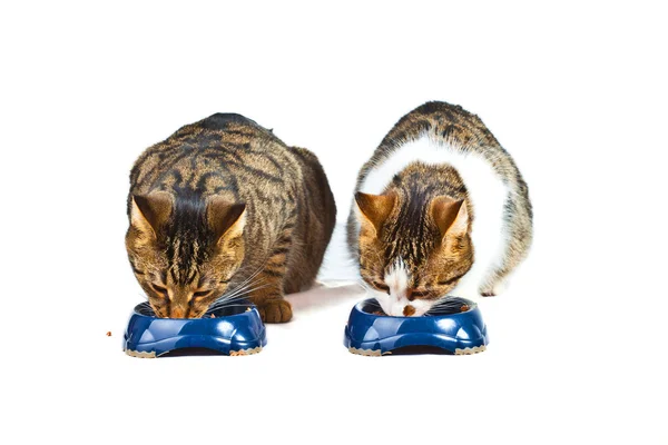 2 匹の猫は彼らの食事を持っています。 — ストック写真