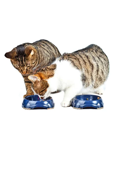 Двоє котів їдять — стокове фото