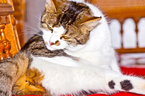 Kot lubi leżącej na krześle — Zdjęcie stockowe