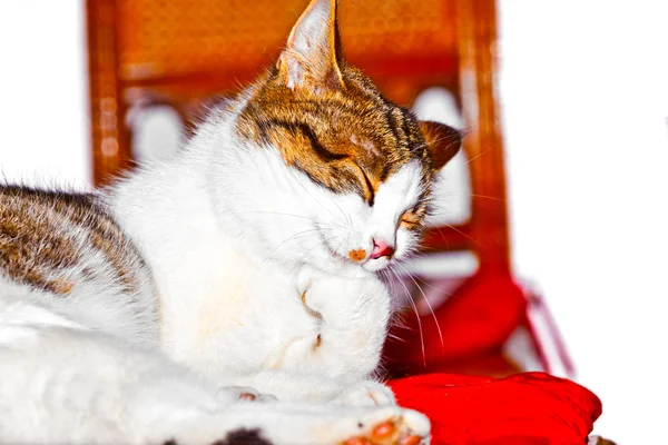Gato gosta de mentir em uma cadeira — Fotografia de Stock