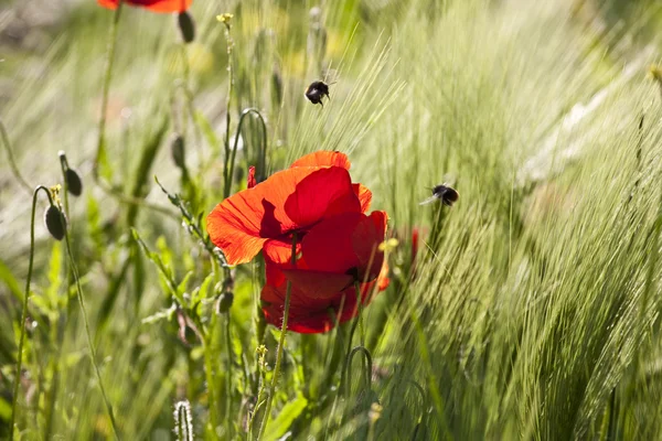 美丽的七彩草甸与鲜花 免版税图库照片
