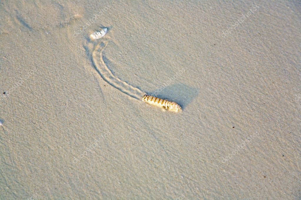 Sandworm at the beach tries to reach the saltwater Stock Photo by