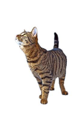 Aç kedi gıda kaseden yemek