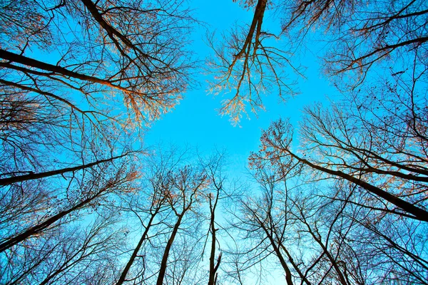 Mavi gökyüzü ile ağacın taç — Stok fotoğraf