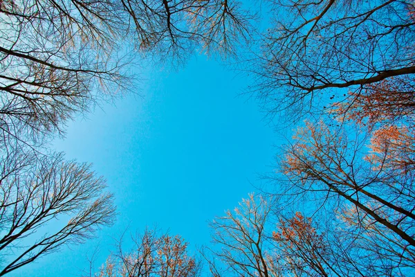 Corona di albero con cielo blu — Foto Stock