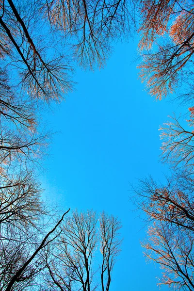 Coroa de árvore com céu azul — Fotografia de Stock