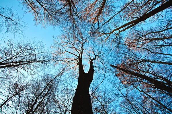 Crown of tree with blue sky — Stock Photo, Image