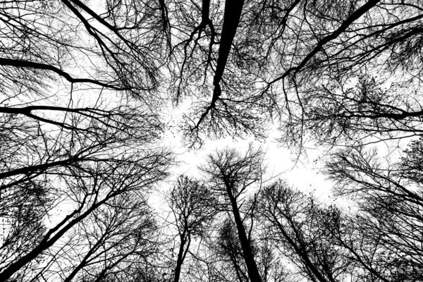 Crown of tree with blue sky