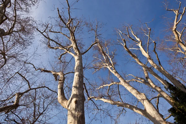 青い空と樹冠 — ストック写真