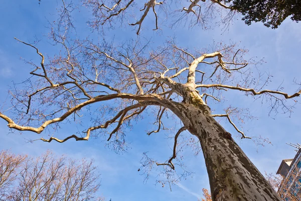 Corona de árbol con cielo azul —  Fotos de Stock