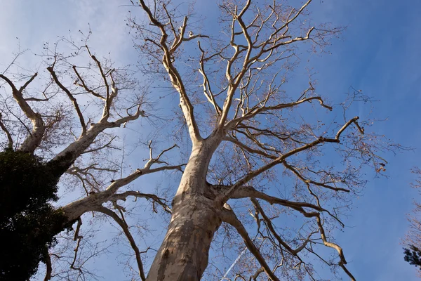 Couronne d'arbre avec ciel bleu — Photo