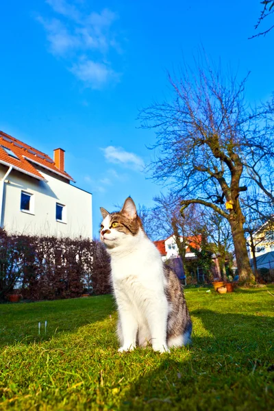 stock image Cute cat enjoys the garden