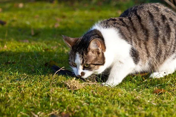 かわいい猫を楽しむ庭 — ストック写真