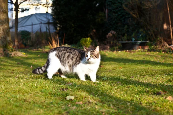 Sevimli kedi bahçeye sahiptir. — Stok fotoğraf