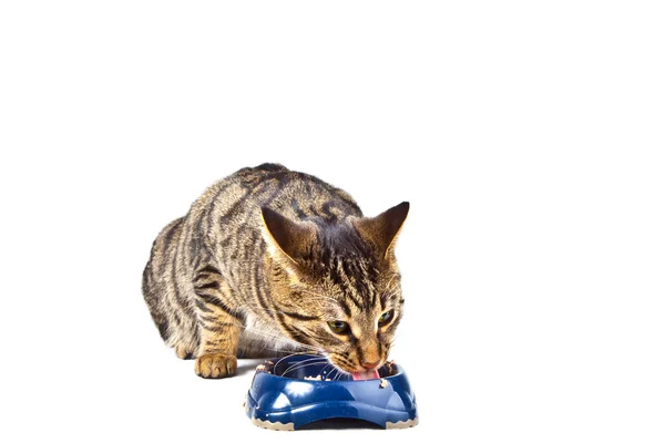 굶주린 고양이 먹이 그릇에서 식사 — 스톡 사진