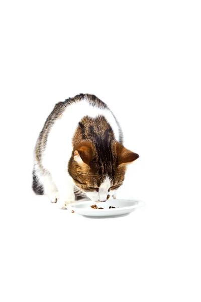 Hongerige kat eten uit de etensbak — Stockfoto
