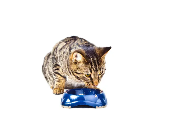 Hladová kočka jíst z misky jídlo — Stock fotografie