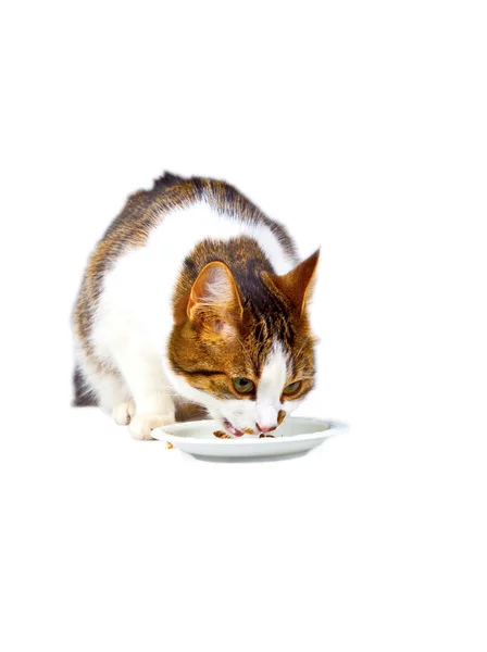 Hongerige kat eten uit de etensbak — Stockfoto