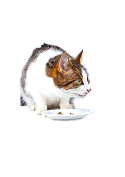 Hungrig katt äta från matskål — Stockfoto