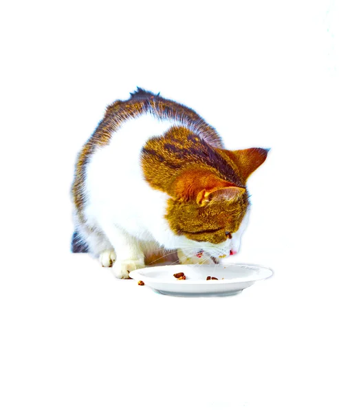 En sulten katt som spiser av matbollen – stockfoto