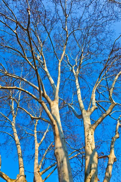 青い空と樹冠 — ストック写真