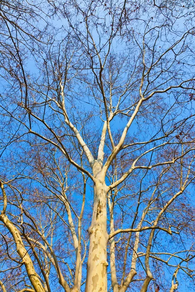 Στέμμα του δέντρου με το γαλάζιο του ουρανού — Φωτογραφία Αρχείου