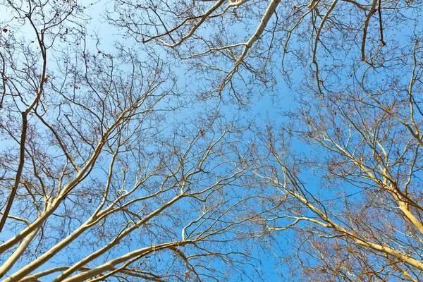 Corona di albero con cielo blu — Foto Stock