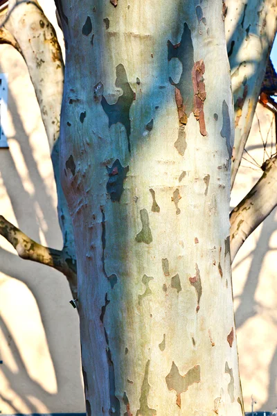 Шаблон плоского дерева — стоковое фото