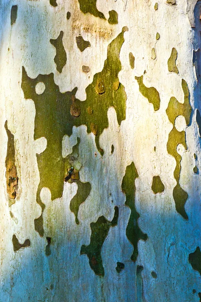 Patrón de árbol plano —  Fotos de Stock
