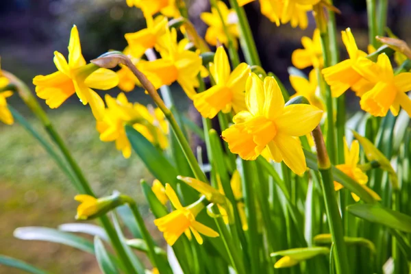 Gele narcissen in de tuin — Stockfoto