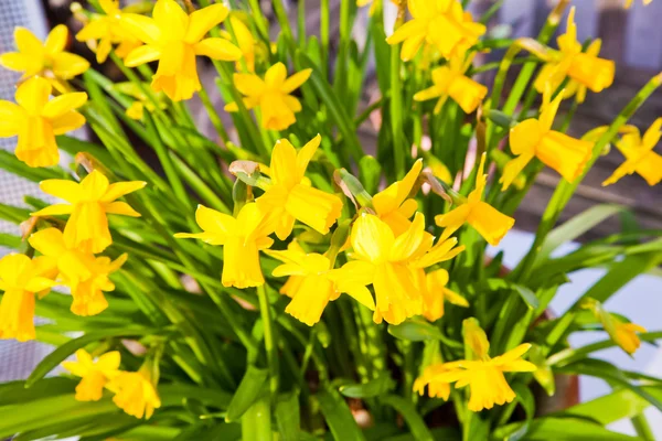 Narcisos amarelos no jardim — Fotografia de Stock