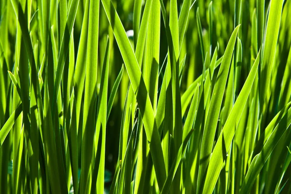 Grama verde fresca no jardim — Fotografia de Stock