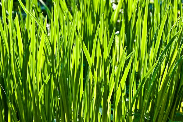 Свіжа зелена трава в саду — стокове фото