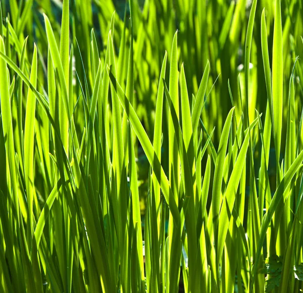 Vers groen gras in de tuin — Stockfoto